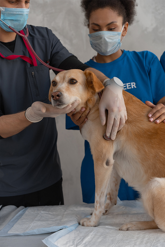 Veterinary Science